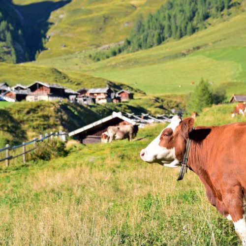 Wandern in Vals 3