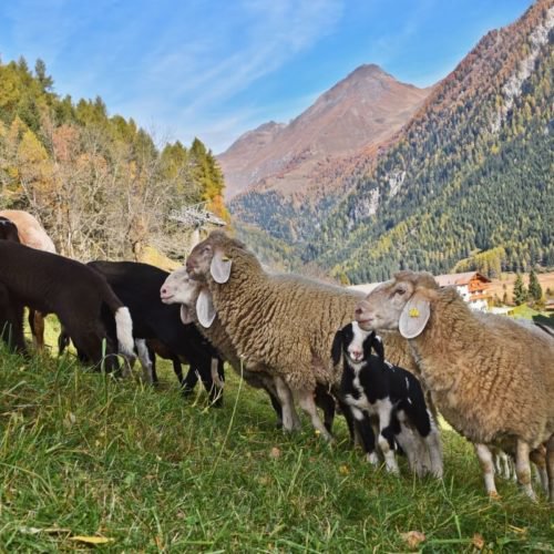 Chalets Südtirol - Ferienregion Gitschberg Jochtal 7